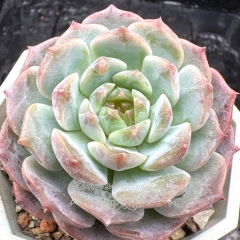 Real & Unique | Echeveria 'ice soul'