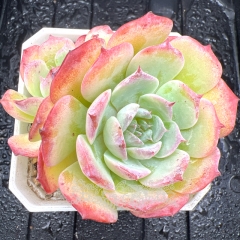 Real & Unique | Echeveria 'Cute Bear'