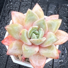 Real & Unique | Echeveria 'German champagne'