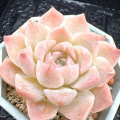 Real & Unique | Echeveria 'Milk Candy'