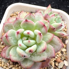 Real & Unique | Echeveria 'Scharnbride'/ 'Pattiti'