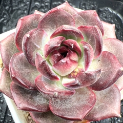 Real & Unique | Echeveria 'Blueberry'