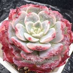 Real & Unique | Echeveria 'Bordeaux Rose'