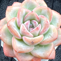 Real & Unique | Echeveria 'Jade Plume'