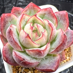 Real & Unique | Echeveria 'Cranberry'