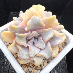 Real & Unique | Echeveria 'Ballet Dancer'