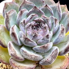 Real & Unique | Echeveria 'Blue enchantress'