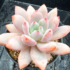 Real & Unique | Echeveria 'Star Snow'