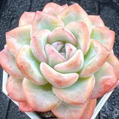 Real & Unique | Echeveria 'Jade Plume'