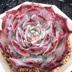 Real & Unique | Echeveria 'Bordeaux Rose'