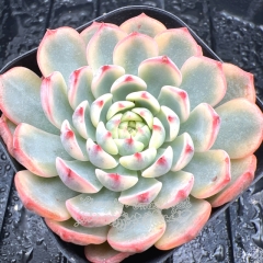 Real & Unique | Echeveria minima variegata