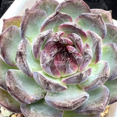 Real & Unique | Echeveria 'Blue enchantress'