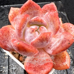 Real & Unique | Echeveria Monroe - 'Pink Fairy'