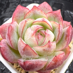 Real & Unique | Echeveria 'Cranberry'