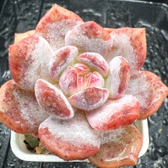 Real & Unique | Echeveria Monroe - 'Pink Fairy'