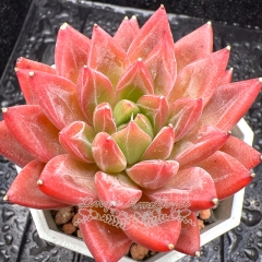 Real & Unique | Echeveria 'Red Lotus'