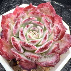 Real & Unique | Echeveria 'Bordeaux Rose'