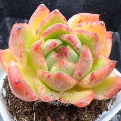 Real & Unique | Echeveria 'Gilliam' variegata