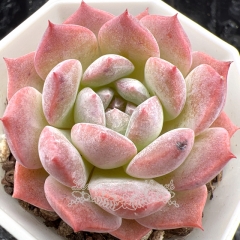 Real & Unique | Echeveria 'ice soul' - 'strawberry jam'