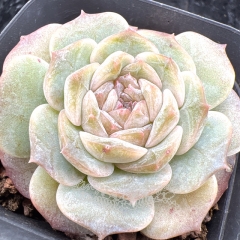 Real & Unique | Echeveria 'ice soul' - 'Secret Realm'