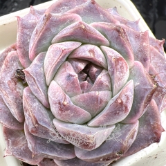 Real & Unique | Echeveria 'Rosalia' (Poseidon)