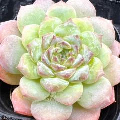 Real & Unique | Echeveria 'ice soul' - 'emerald ice'