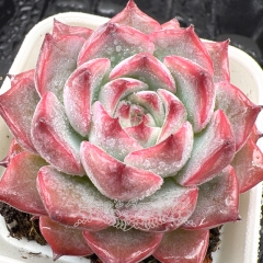 Real & Unique | Echeveria Carol (Caroline)