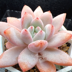 Real & Unique | Echeveria 'Star Snow'