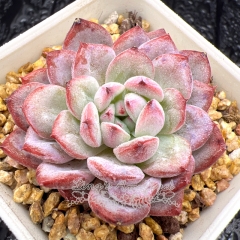 Real & Unique | Echeveria 'Scharnbride'/ 'Pattiti'