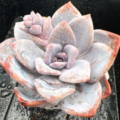 Real & Unique | Echeveria 'Gorgeous snow'