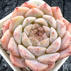 Real & Unique | Echeveria 'ice soul' - 'sakura'