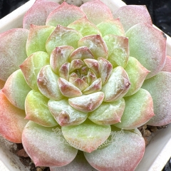 Real & Unique | Echeveria 'ice soul' - 'emerald ice'