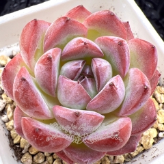 Real & Unique | Echeveria 'Strawberry Almond'