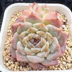 Real & Unique | Echeveria 'ice soul'