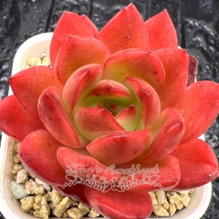 Real & Unique | Echeveria 'Red Lantern'