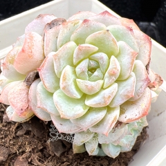 Real & Unique | Echeveria 'ice soul' - 'Snowy'