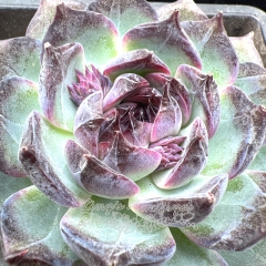 Real & Unique | Echeveria 'Blue enchantress'