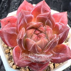 Real & Unique | Echeveria 'Orange Champagne'