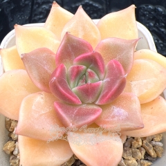 Real & Unique | Echeveria 'Violet Rose'