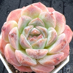 Real & Unique | Echeveria 'Exquisite Ice'