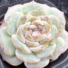 Real & Unique | Echeveria 'ice soul' - 'Secret Realm'