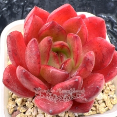 Real & Unique | Echeveria 'Red Lantern'