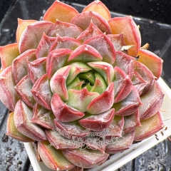 Real & Unique | Echeveria 'Pink Dana'