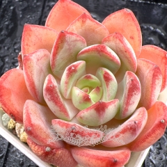 Real & Unique | Echeveria 'Dorothy'