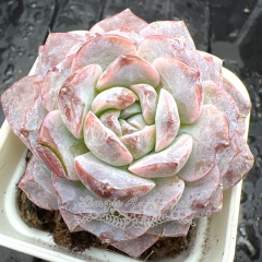 Real & Unique | Echeveria 'Star Queen'