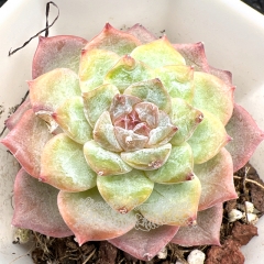 Real & Unique | Echeveria 'ice soul' - 'Ice Grape'