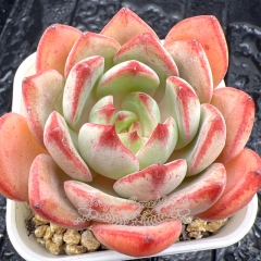 Real & Unique | Echeveria 'Dorothy'