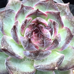 Real & Unique | Echeveria 'Blue enchantress'