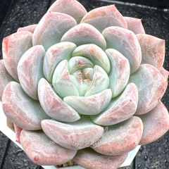 Real & Unique | Echeveria elegans 'Albicans' × Echeveria Monroe