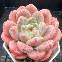 Real & Unique | Echeveria 'Exquisite Ice'